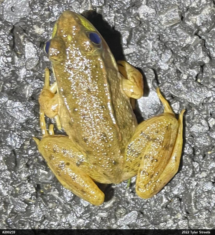 Green Frog
