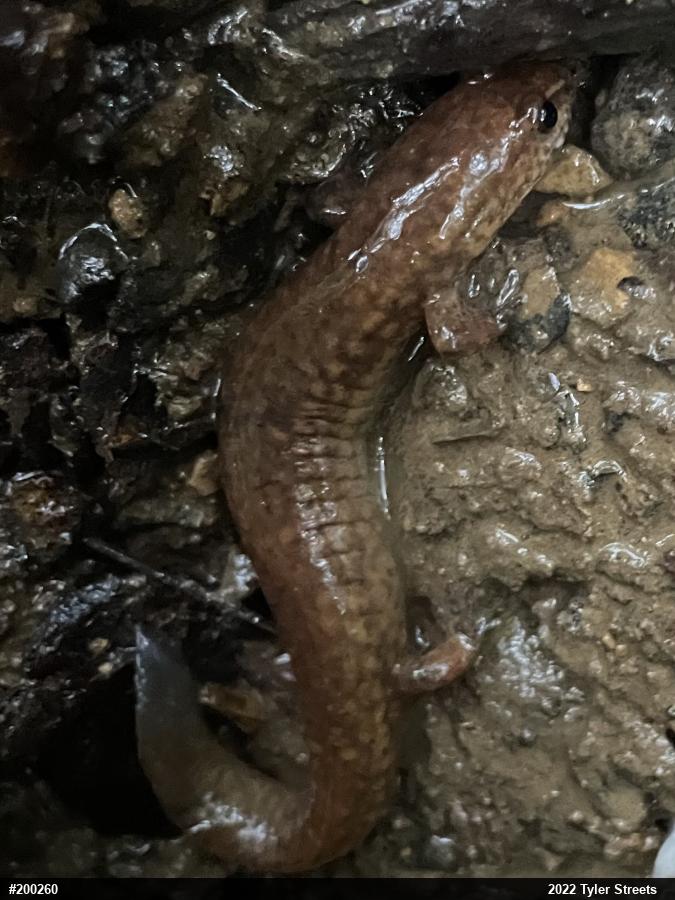 Northern Spring Salamander