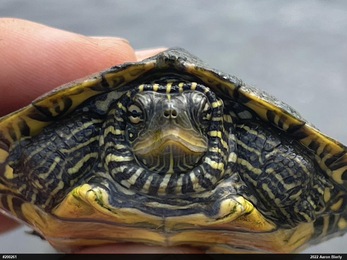 Northern Map Turtle