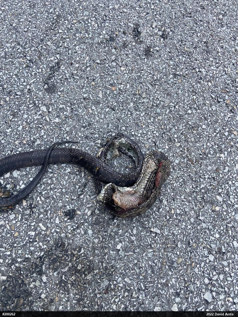 Eastern Ratsnake