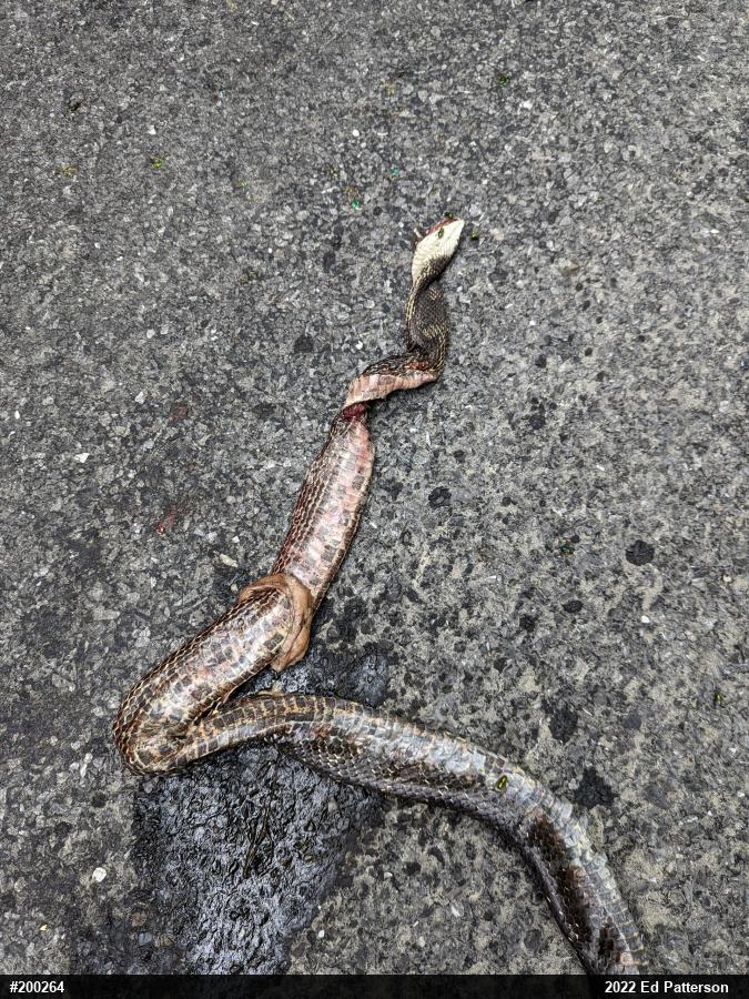 Eastern Ratsnake