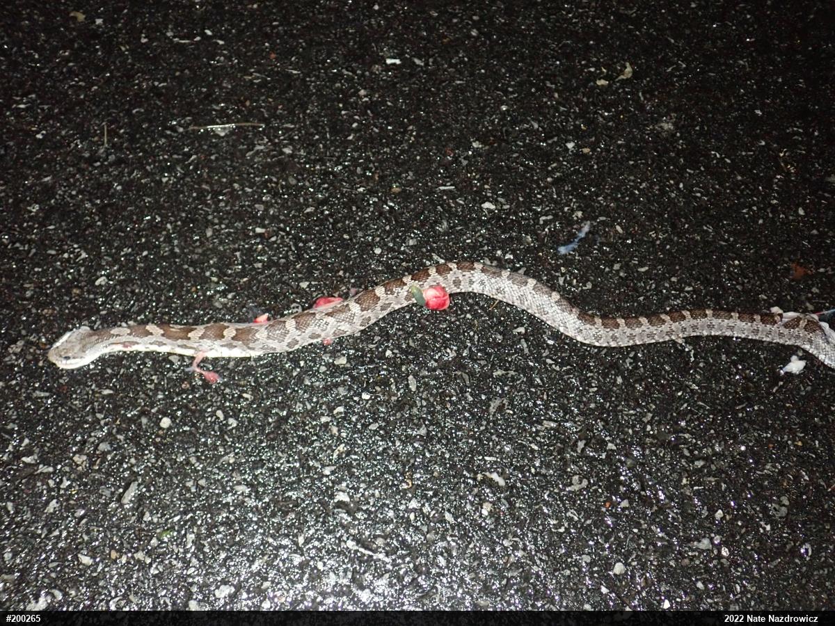 Eastern Ratsnake