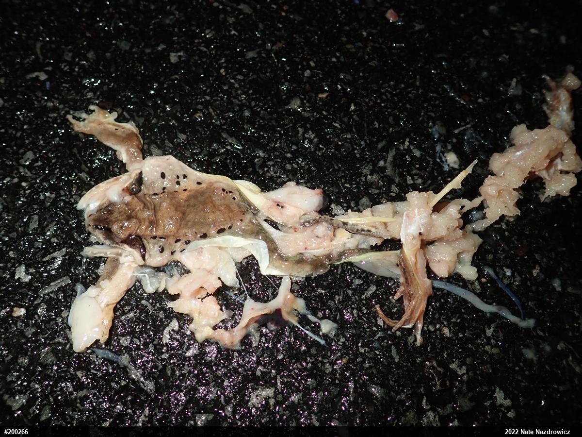 Wood Frog