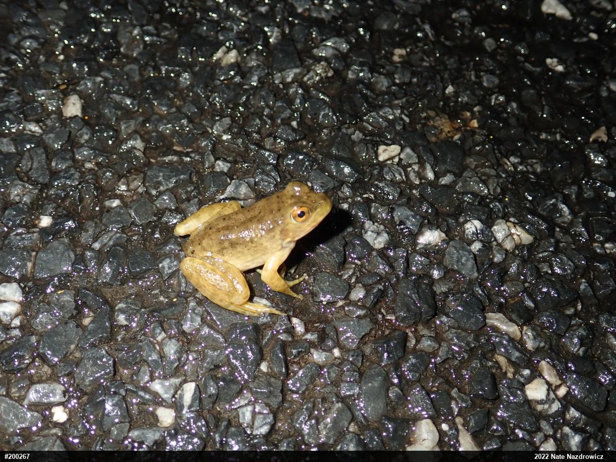 American Bullfrog