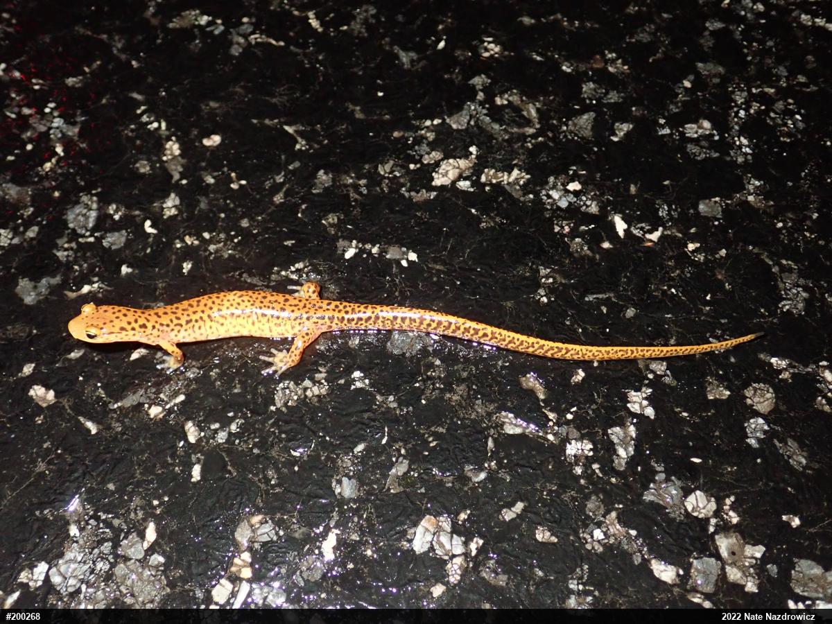 Eastern Long-tailed Salamander