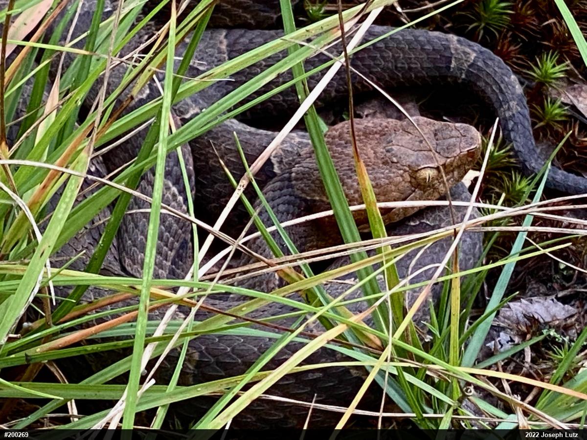 Northern Copperhead