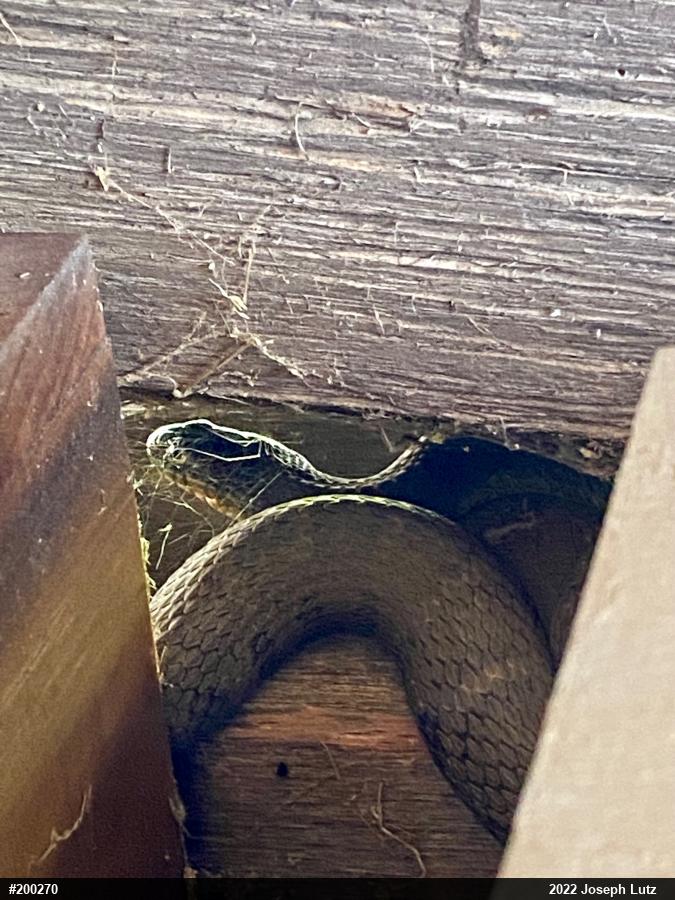 Northern Watersnake
