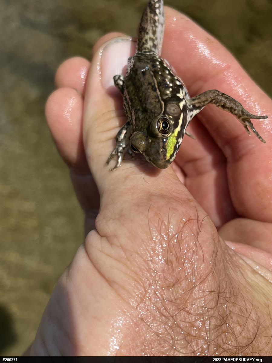 Green Frog