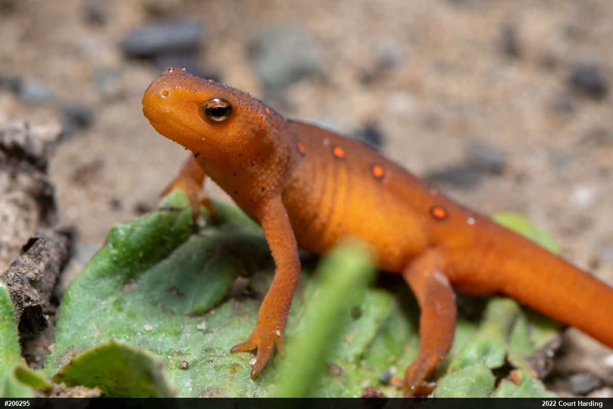 Red-spotted Newt