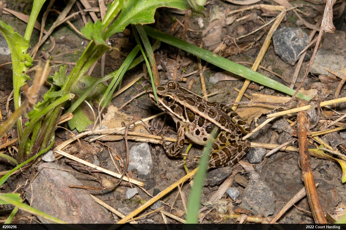 Pickerel Frog