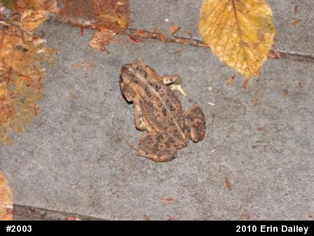 Eastern American Toad