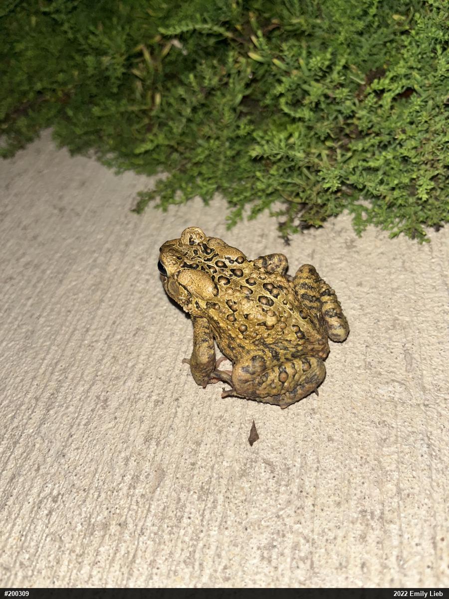 Eastern American Toad