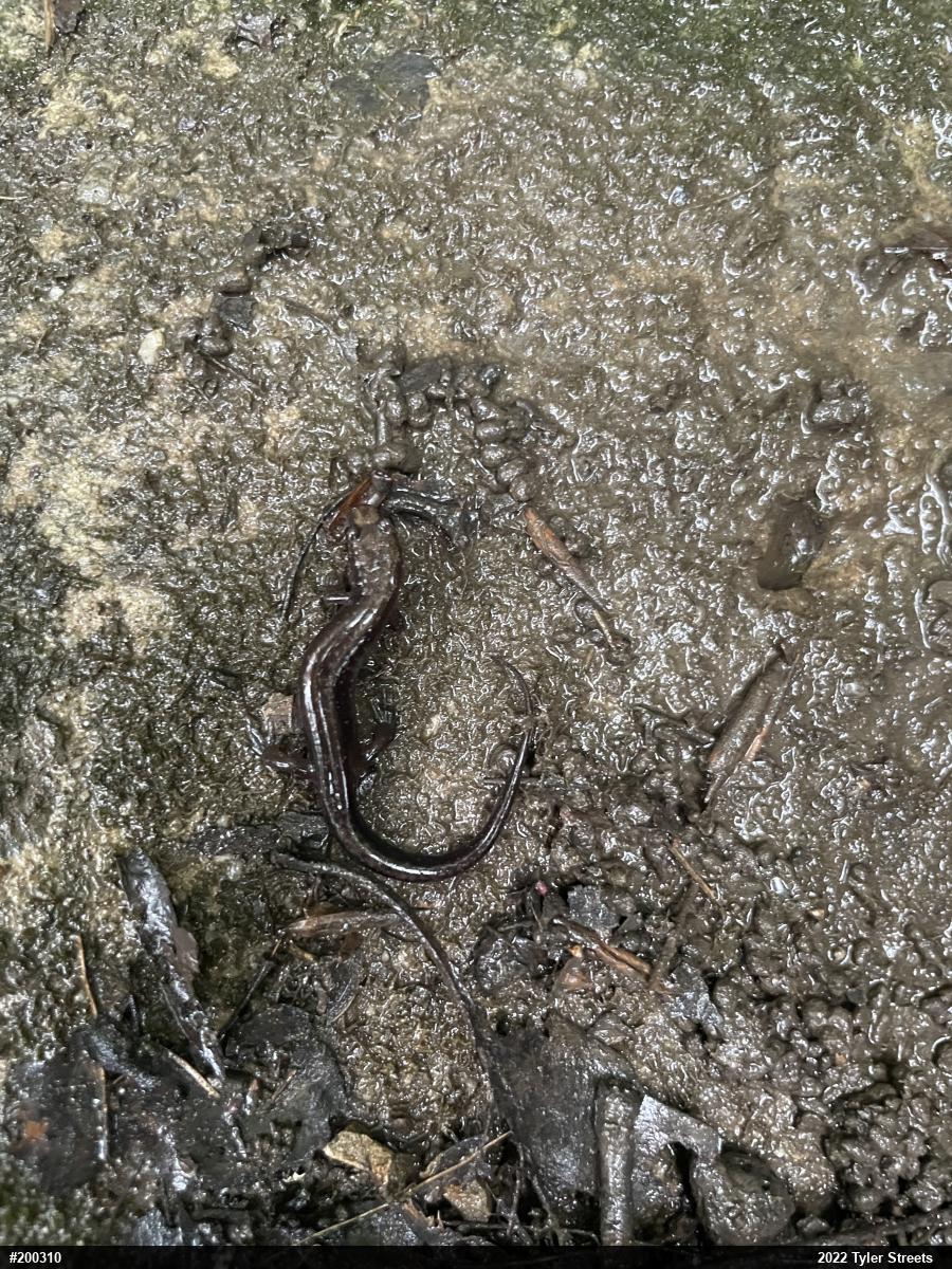 Allegheny Mountain Dusky Salamander