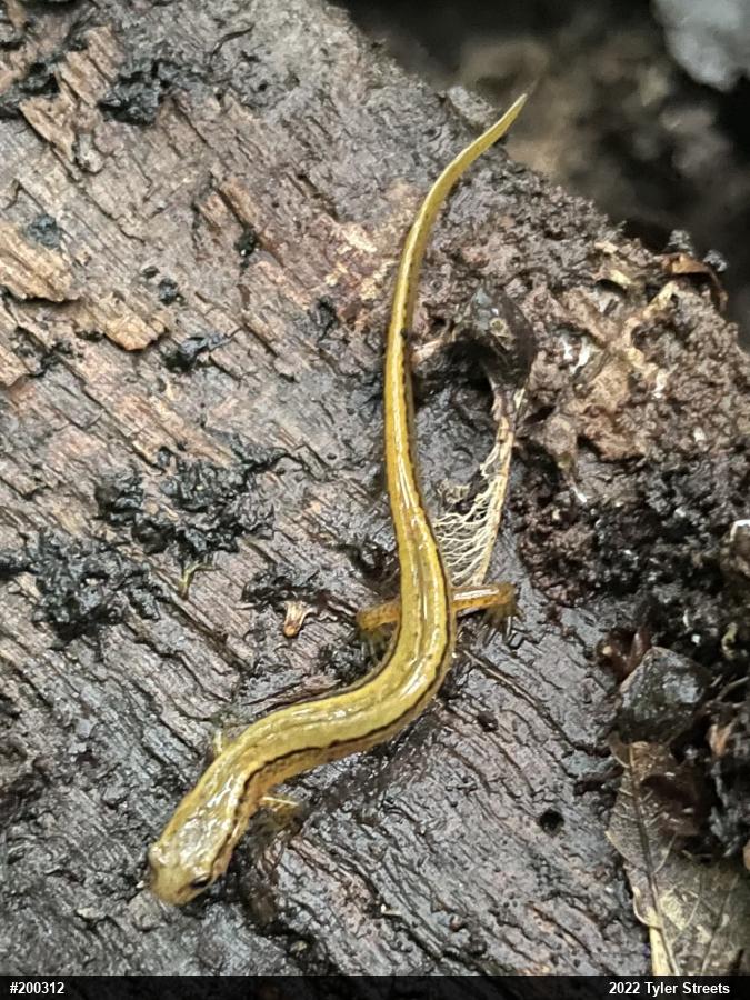 Northern Two-lined Salamander
