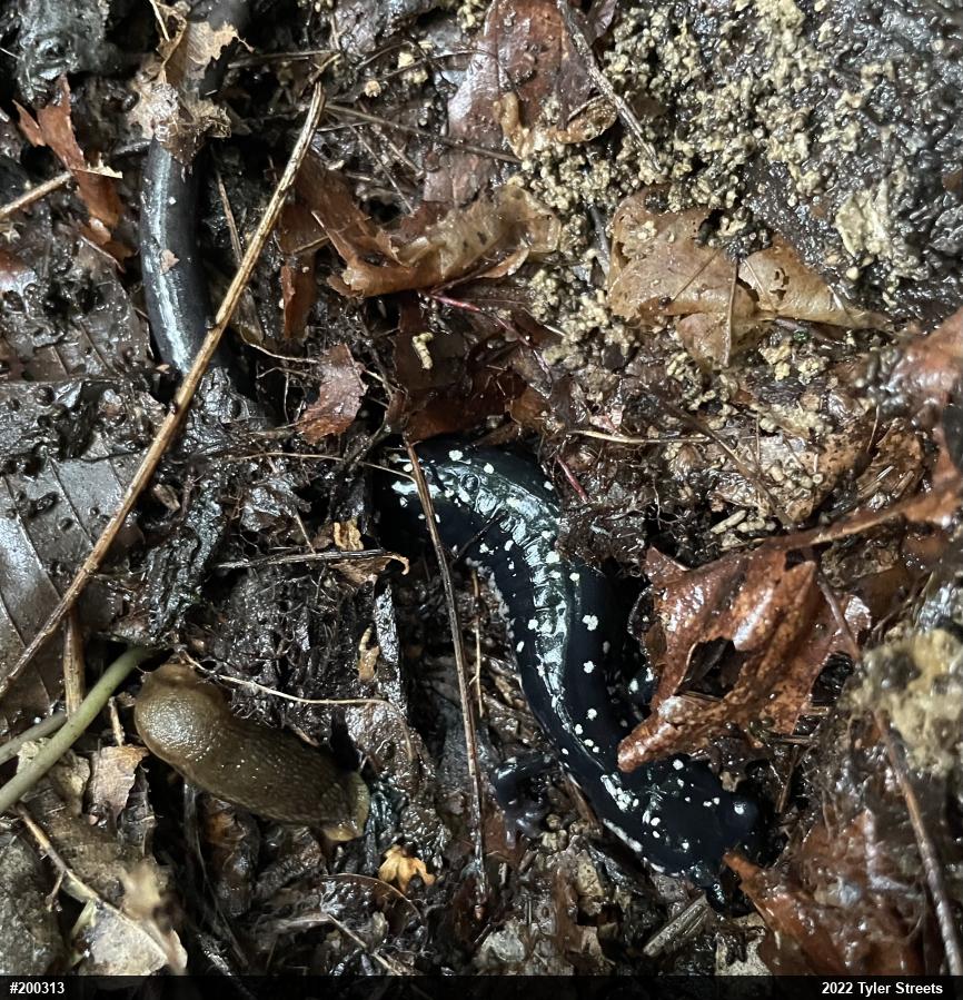 Northern Slimy Salamander