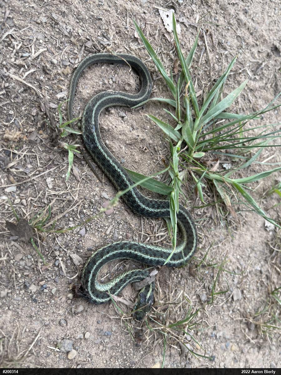 Eastern Gartersnake