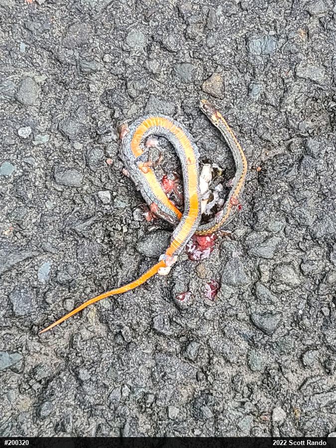 Red-bellied Snake