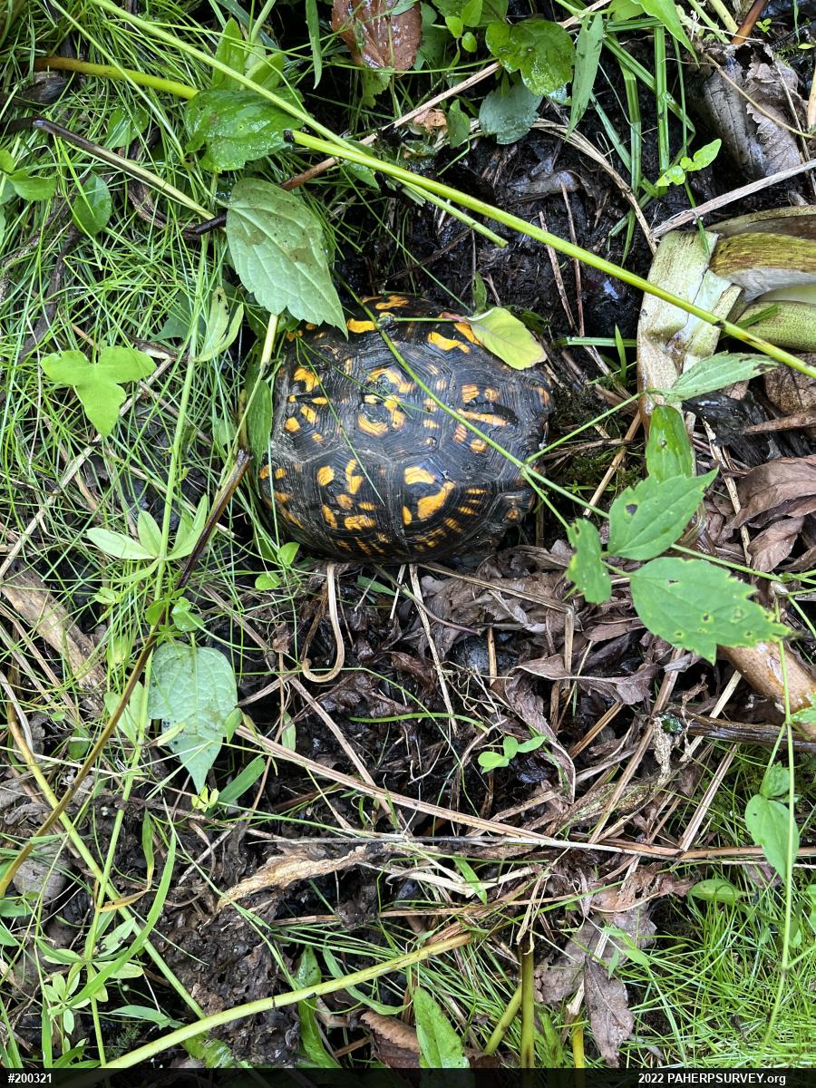 Eastern Box Turtle