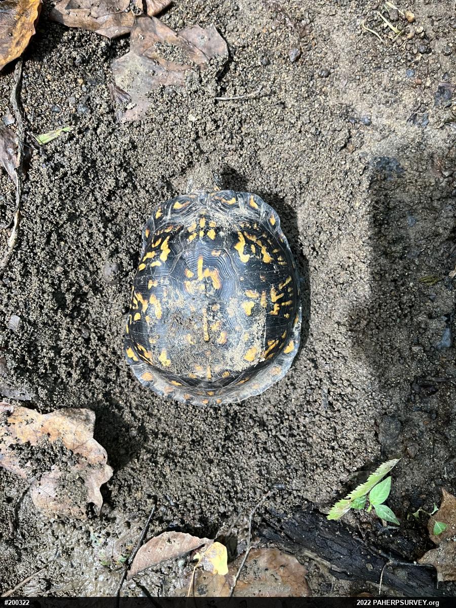 Eastern Box Turtle