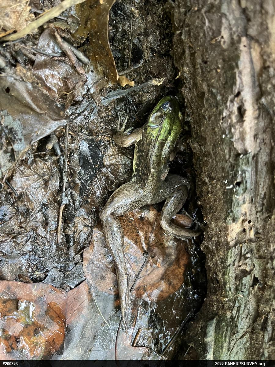 Green Frog