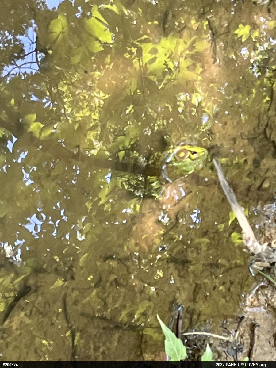 Green Frog