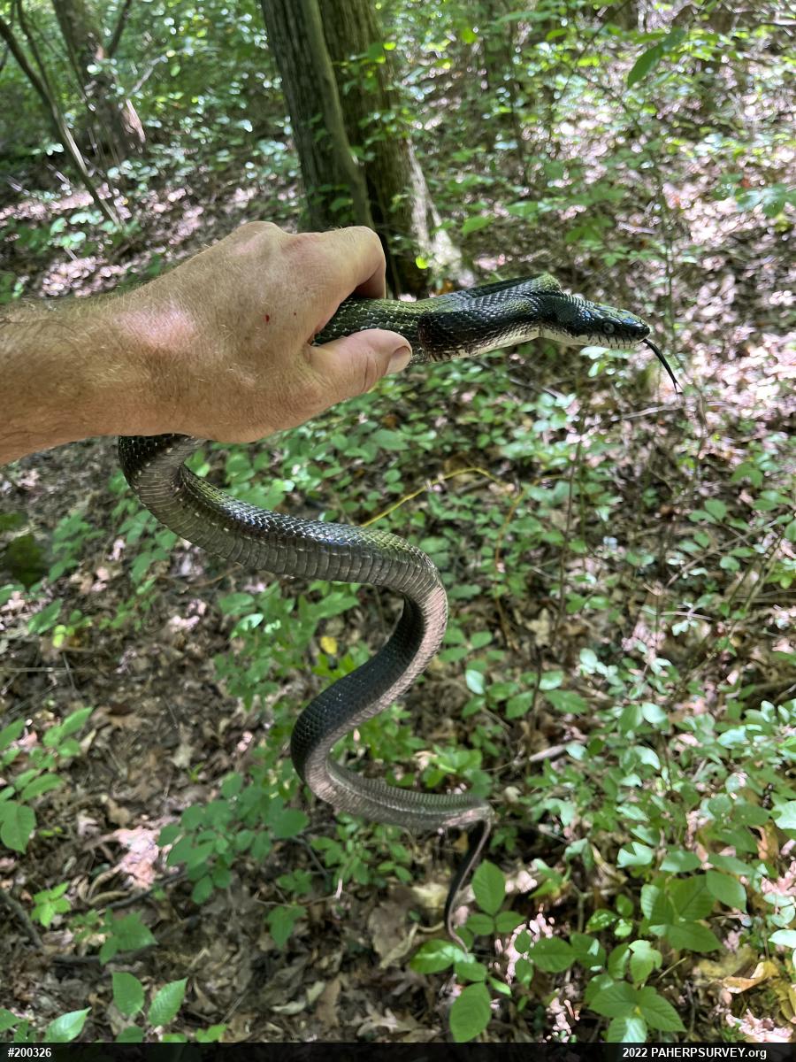 Eastern Ratsnake