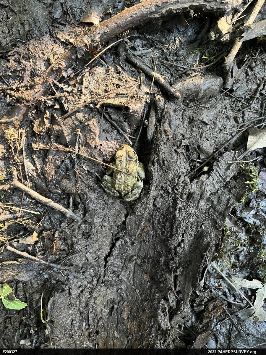 Eastern American Toad