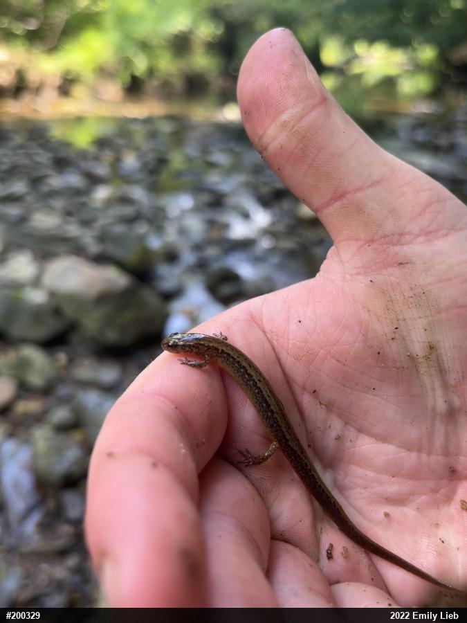 Northern Two-lined Salamander