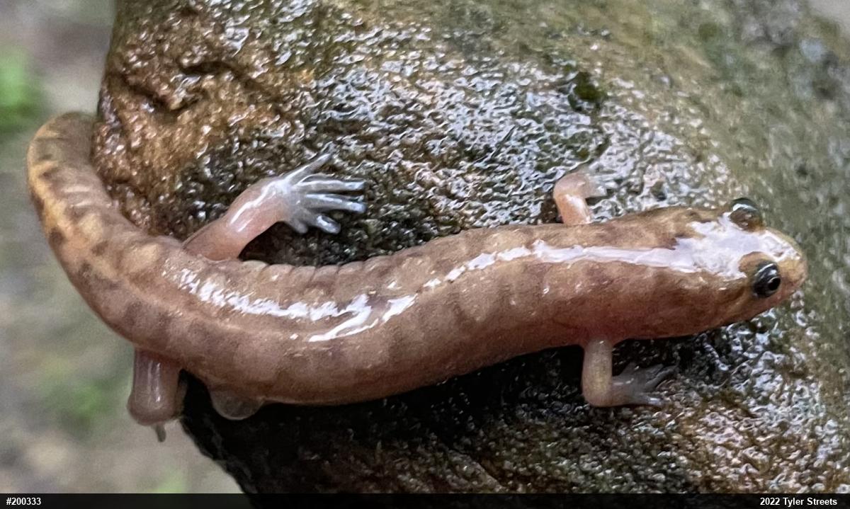 Seal Salamander