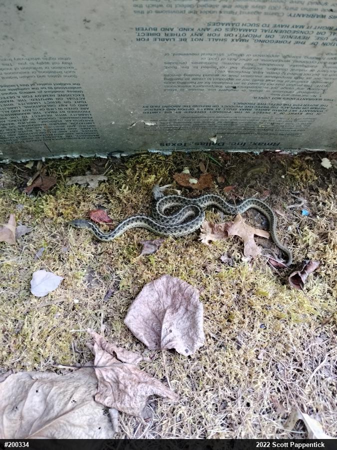 Eastern Gartersnake