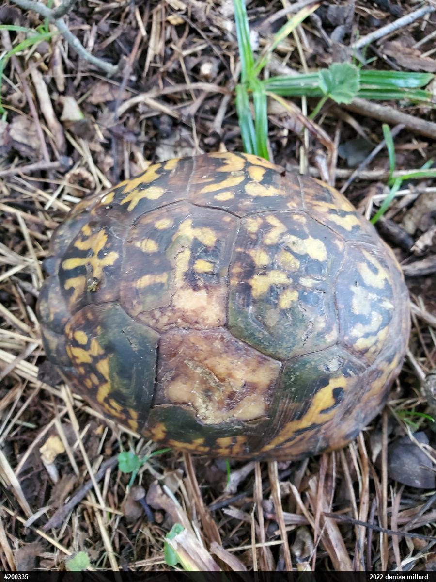 Eastern Box Turtle