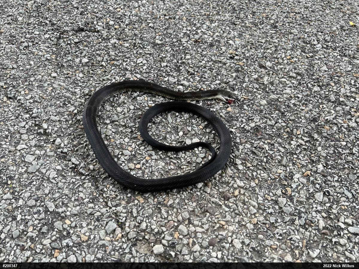 Eastern Ratsnake