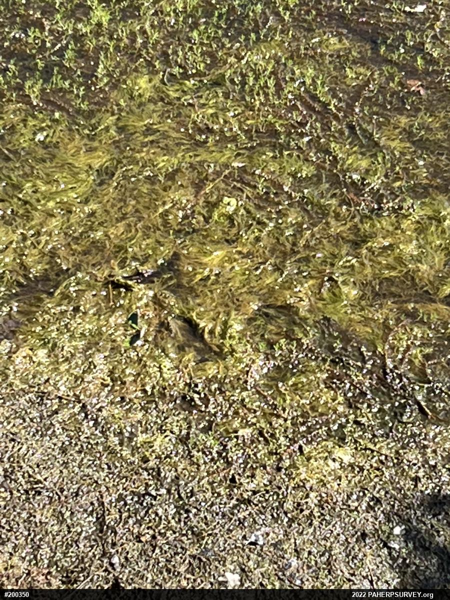 Green Frog