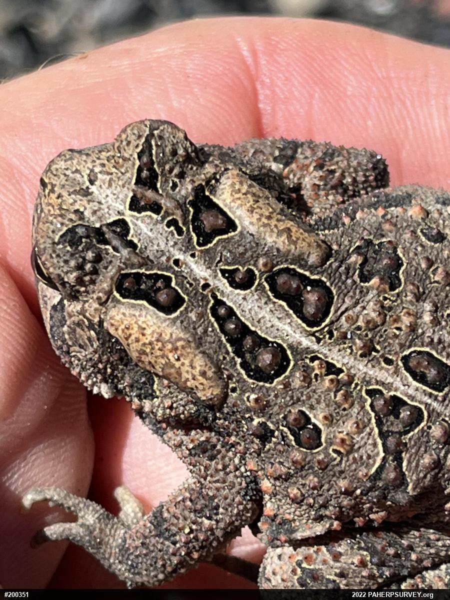 Eastern American Toad