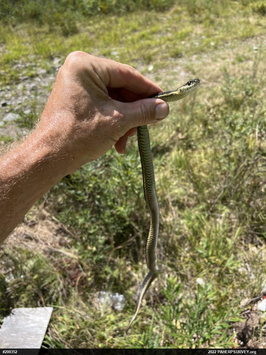 Eastern Gartersnake