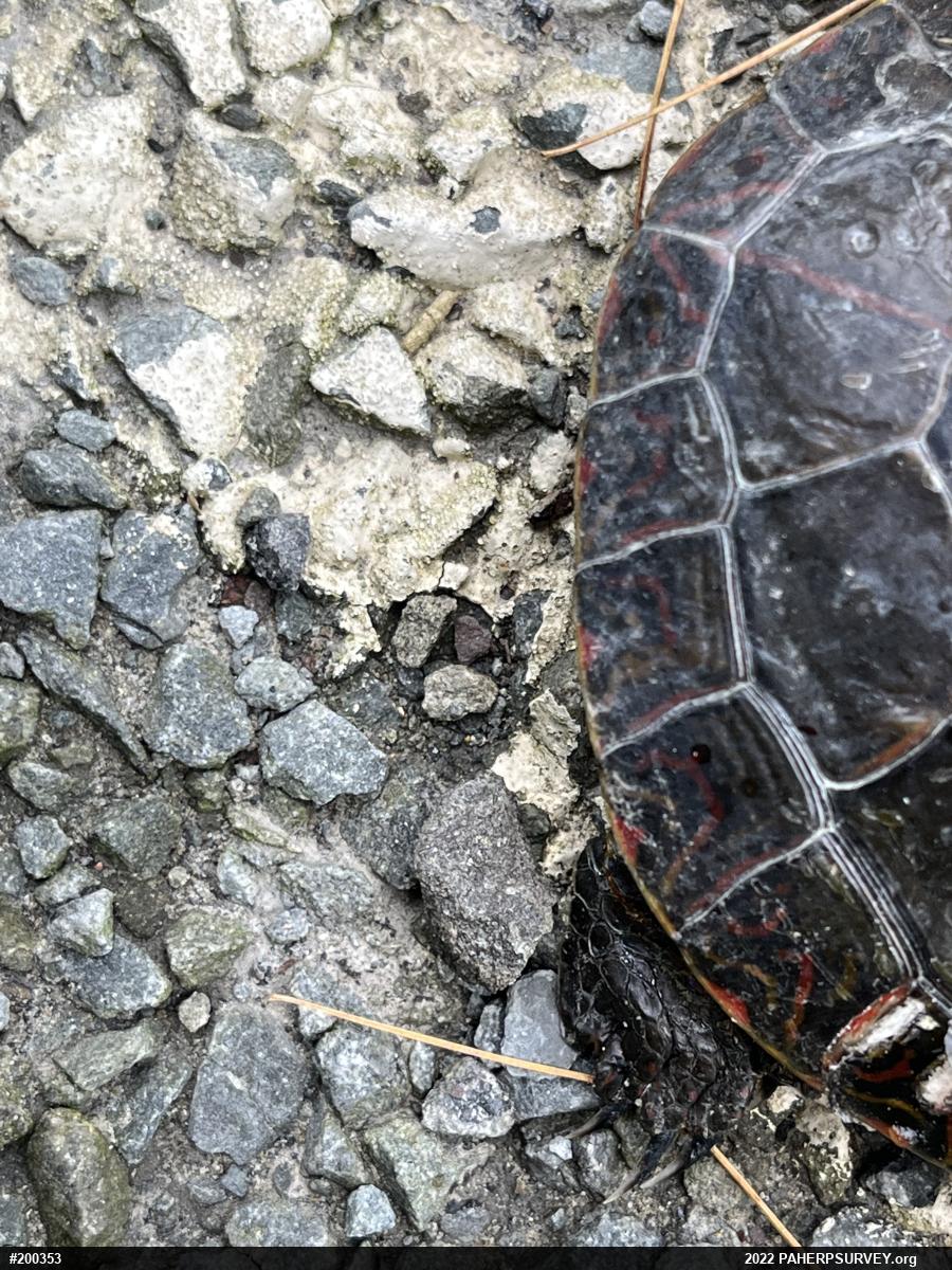 Painted Turtle