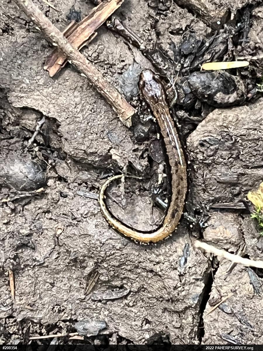 Allegheny Mountain Dusky Salamander