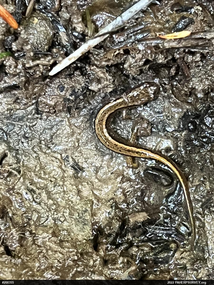 Northern Two-lined Salamander
