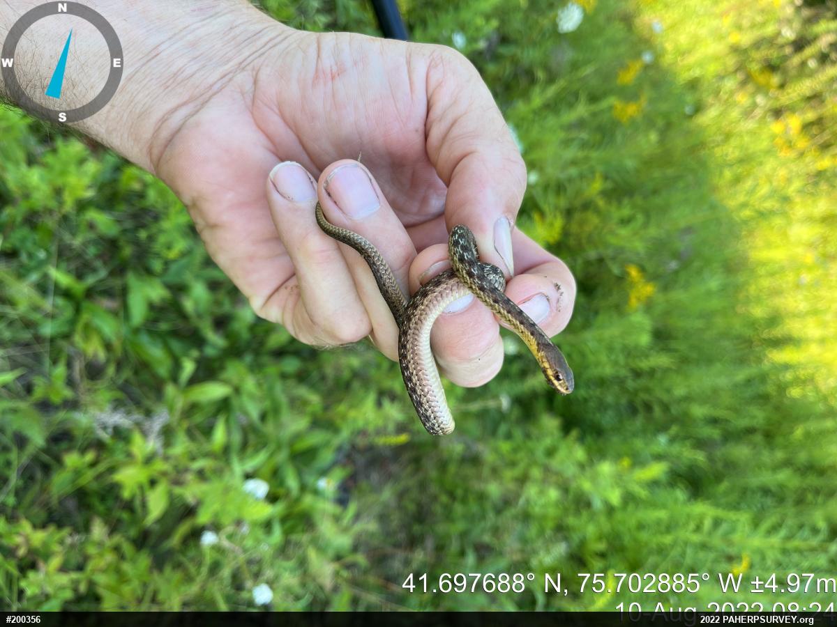Eastern Gartersnake