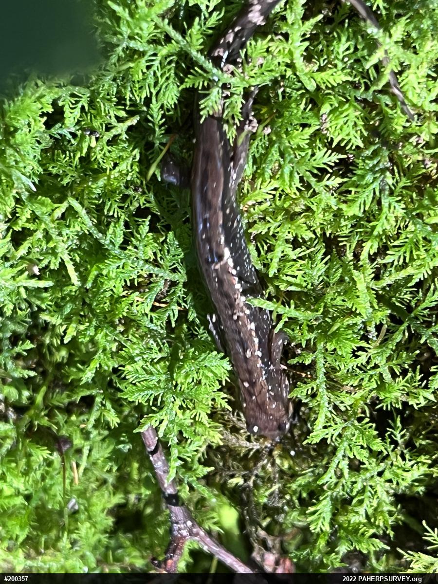 Allegheny Mountain Dusky Salamander