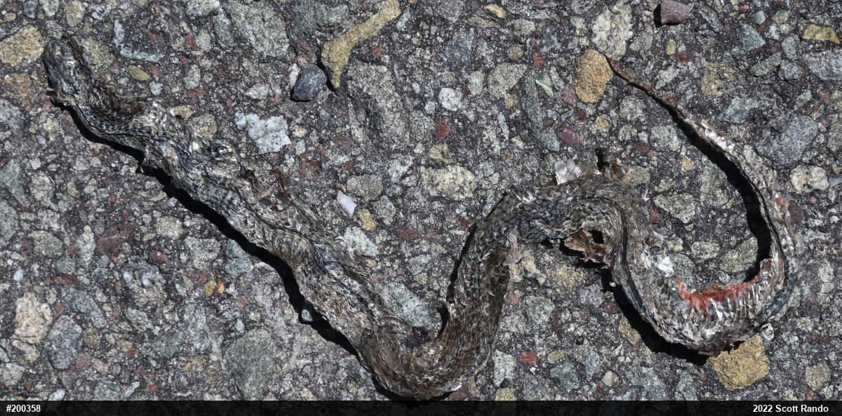 Red-bellied Snake