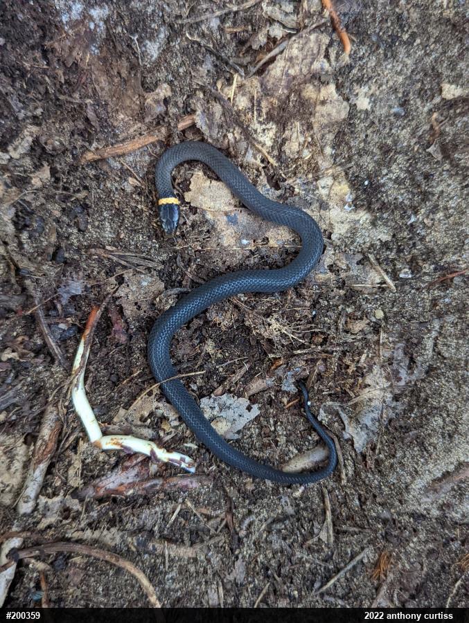 Northern Ring-necked Snake