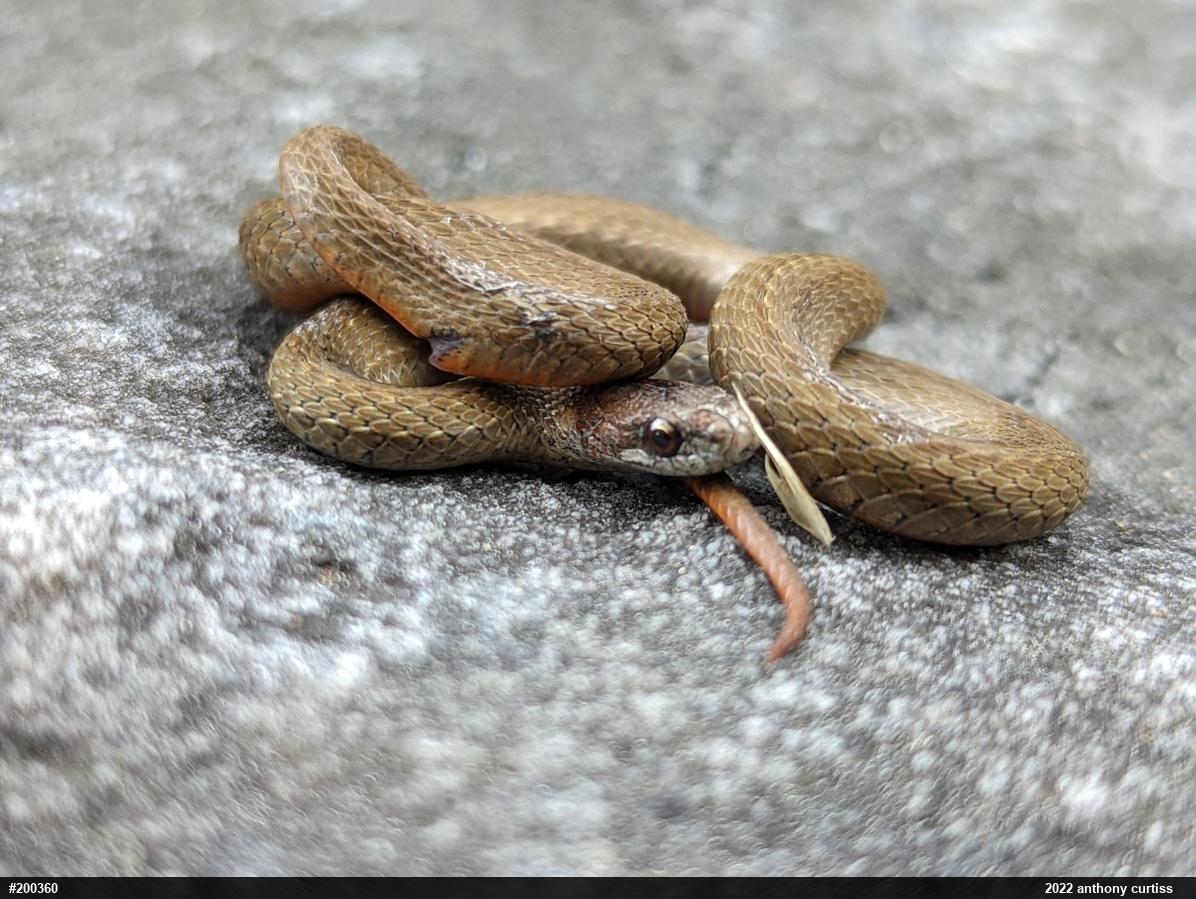 Red-bellied Snake