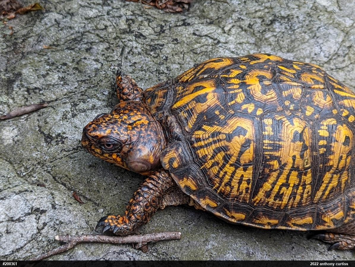 Eastern Box Turtle
