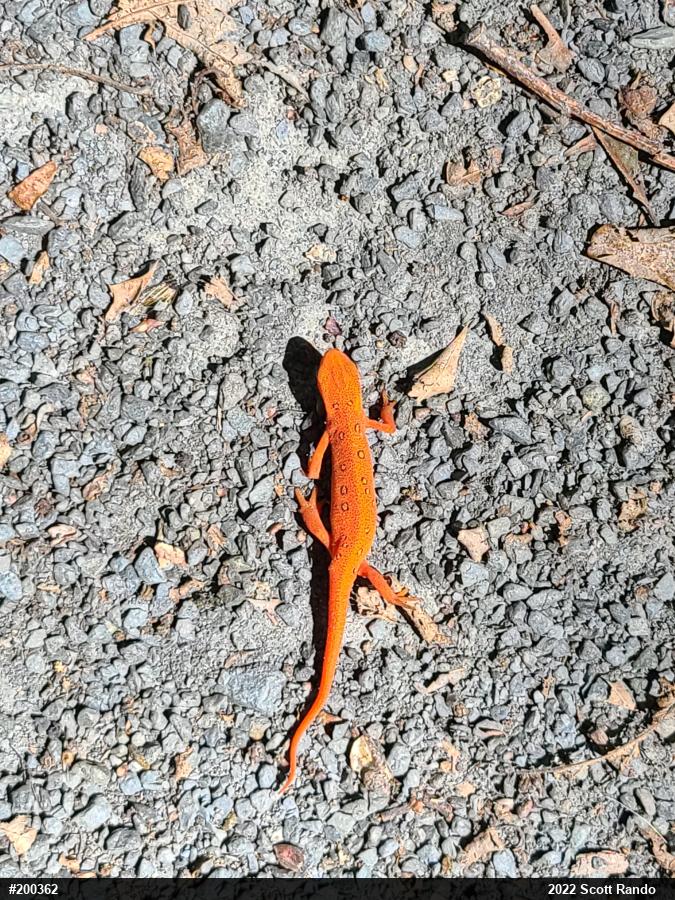 Red-spotted Newt
