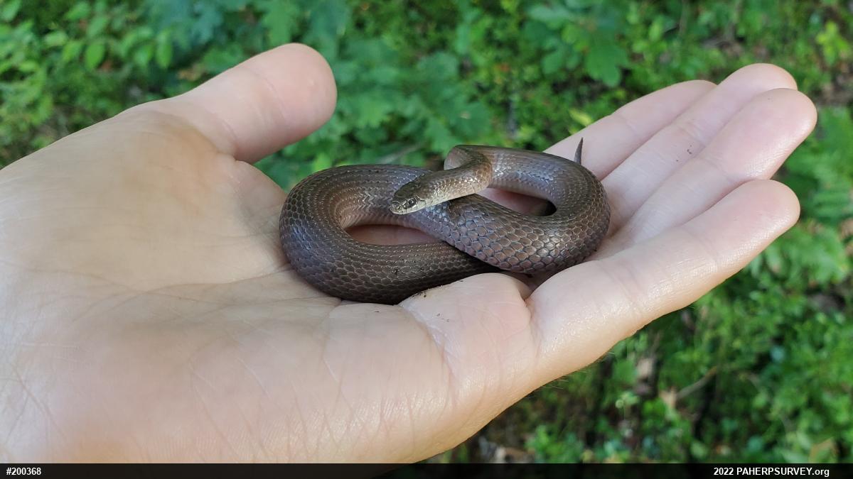 Mountain Earthsnake