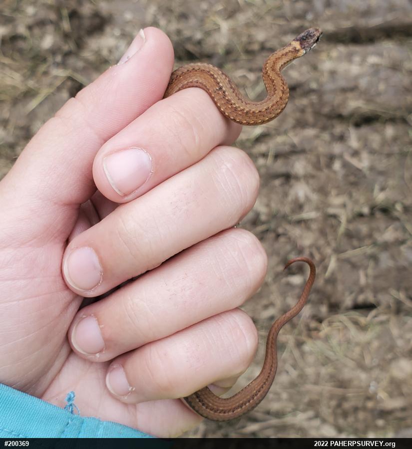 Red-bellied Snake
