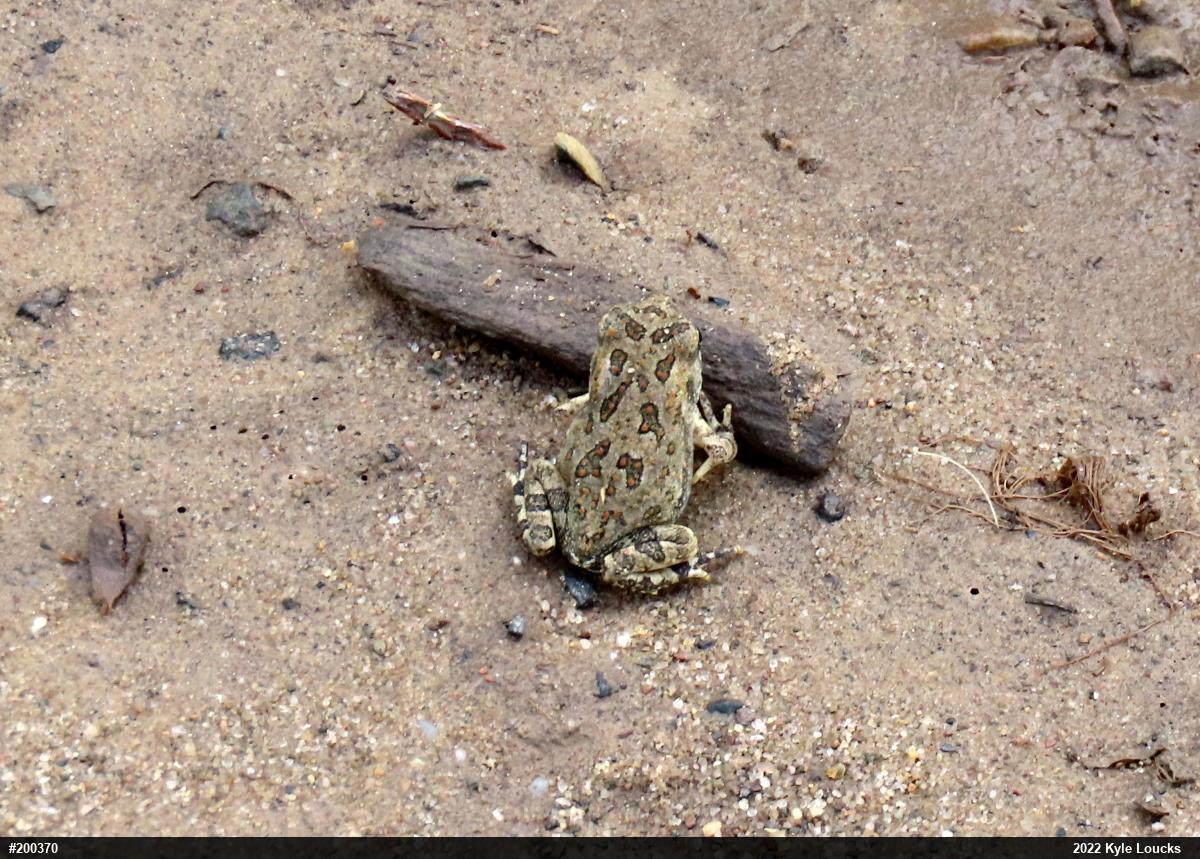 Fowler's Toad