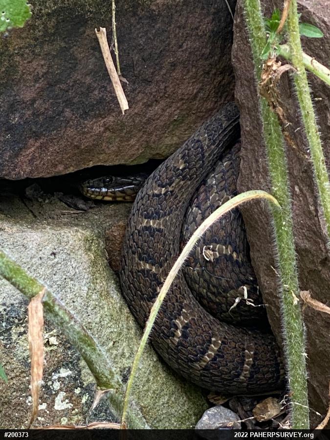Northern Watersnake
