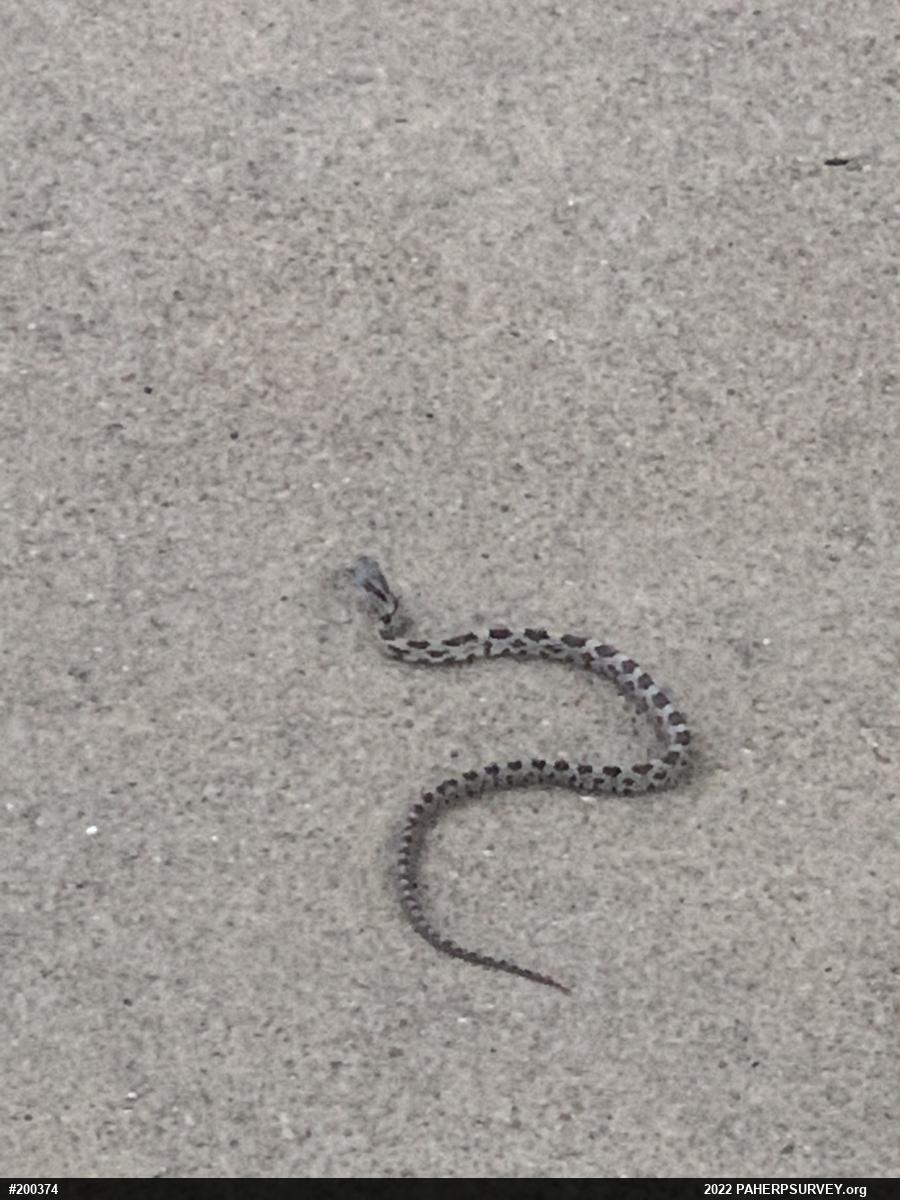 Eastern Ratsnake